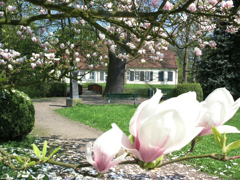 Blühende Magnolie im Park. Im Hintergrund ist Haus Riensberg zu sehen. 