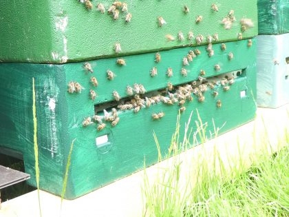 Bienen fliegen zu ihrem Bienenstock und krabbeln darauf herum.